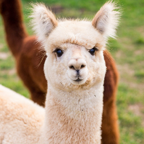 الرئيسية изображение номер 8