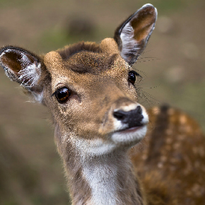 ГЛЭМПИНГ С РЫБАЛКОЙ В ПОДМОСКОВЬЕ И ПРОЖИВАНИЕМ изображение номер 23