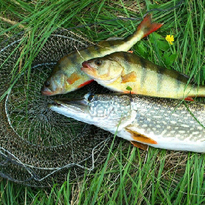 ГЛЭМПИНГ С РЫБАЛКОЙ В ПОДМОСКОВЬЕ И ПРОЖИВАНИЕМ изображение номер 39