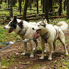 ГЛЭМПИНГ С РЫБАЛКОЙ В ПОДМОСКОВЬЕ И ПРОЖИВАНИЕМ изображение номер 38