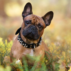 ГЛЭМПИНГ С РЫБАЛКОЙ В ПОДМОСКОВЬЕ И ПРОЖИВАНИЕМ изображение номер 21