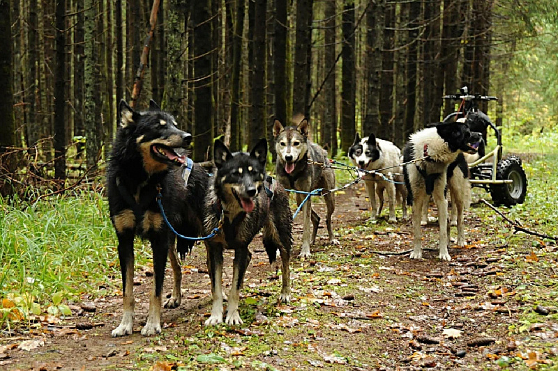 Northern Kennel изображение номер 8