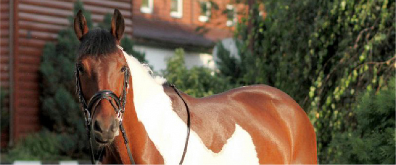 Программа проживания «Орловский Спирит» изображение номер 17