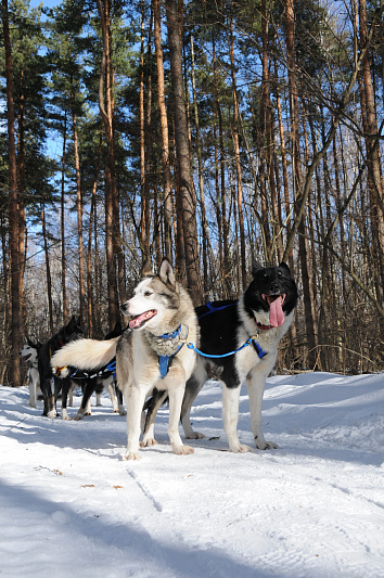 Northern Kennel изображение номер 19