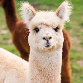 Альпака