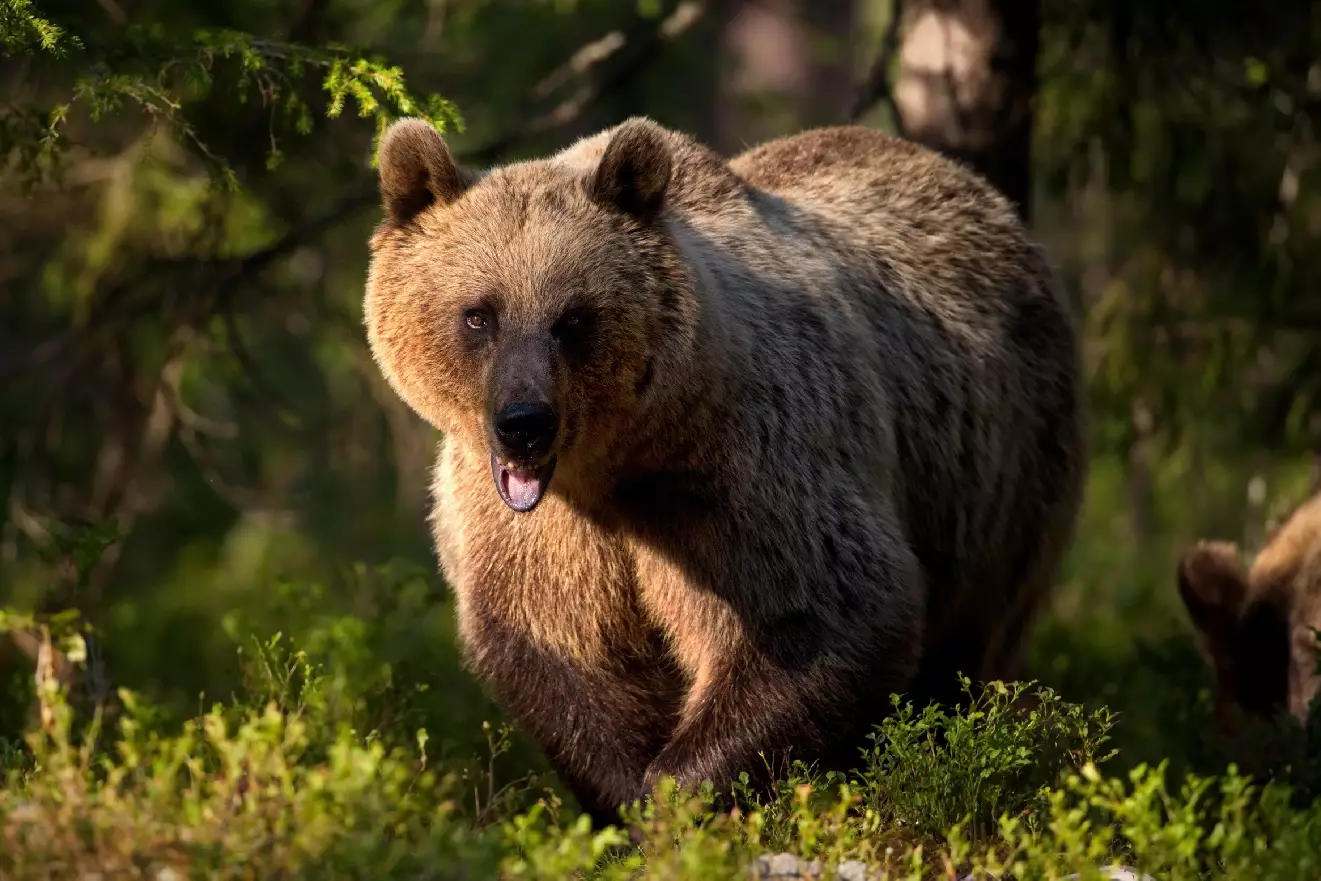 Млекопитающие